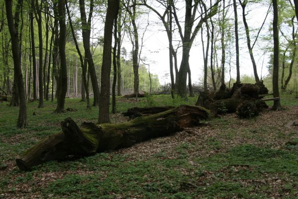 Tovarné, 20.4.2015
Grófsky lesopark.

Klíčová slova: Tovarné Grófsky lesopark