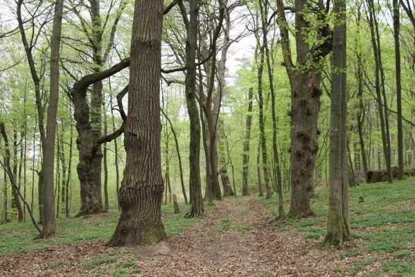 Tovarné, 20.4.2015
Grófsky lesopark.

Klíčová slova: Tovarné Grófsky lesopark