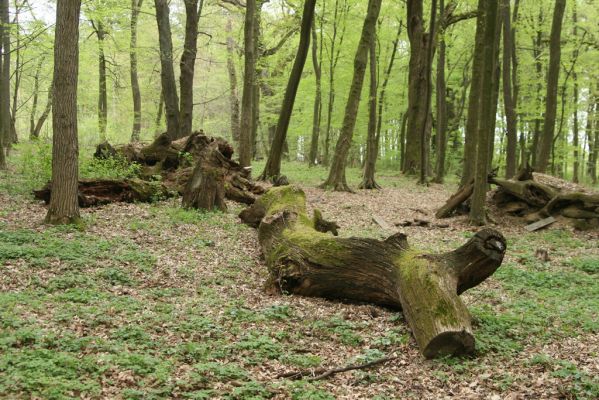 Tovarné, 20.4.2015
Grófsky lesopark.

Klíčová slova: Tovarné Grófsky lesopark