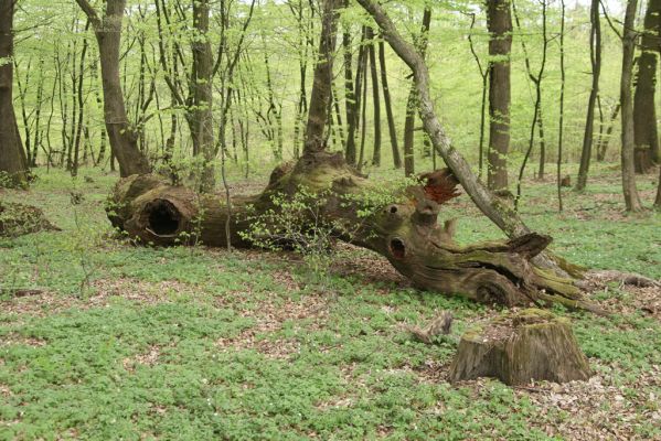 Tovarné, 20.4.2015
Grófsky lesopark.

Klíčová slova: Tovarné Grófsky lesopark