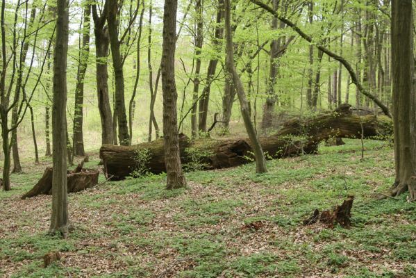 Tovarné, 20.4.2015
Grófsky lesopark.

Klíčová slova: Tovarné Grófsky lesopark