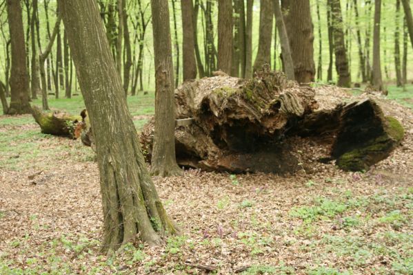 Tovarné, 20.4.2015
Grófsky lesopark.

Mots-clés: Tovarné Grófsky lesopark
