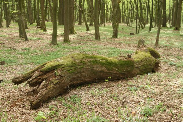 Tovarné, 20.4.2015
Grófsky lesopark.

Schlüsselwörter: Tovarné Grófsky lesopark