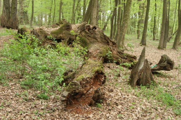 Tovarné, 20.4.2015
Grófsky lesopark.

Schlüsselwörter: Tovarné Grófsky lesopark