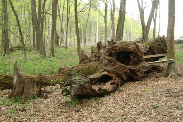 Tovarné, 20.4.2015
Grófsky lesopark.

Klíčová slova: Tovarné Grófsky lesopark