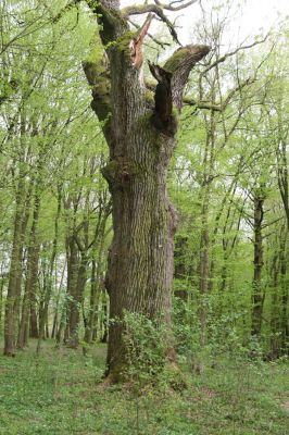 Tovarné, 20.4.2015
Grófsky lesopark.

Klíčová slova: Tovarné Grófsky lesopark