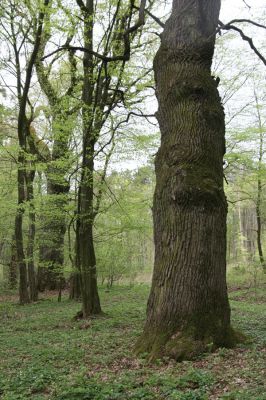 Tovarné, 20.4.2015
Grófsky lesopark.

Keywords: Tovarné Grófsky lesopark