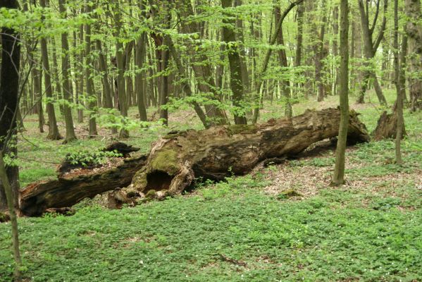 Tovarné, 20.4.2015
Grófsky lesopark.

Klíčová slova: Tovarné Grófsky lesopark