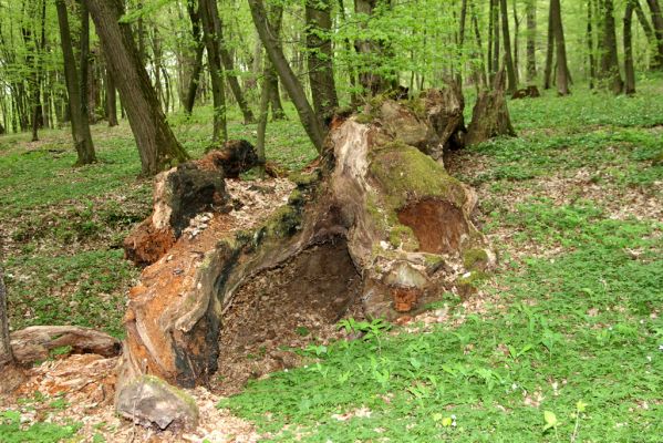 Tovarné, 20.4.2015
Grófsky lesopark.

Klíčová slova: Tovarné Grófsky lesopark