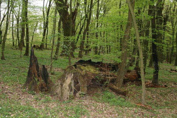 Tovarné, 20.4.2015
Grófsky lesopark.

Klíčová slova: Tovarné Grófsky lesopark