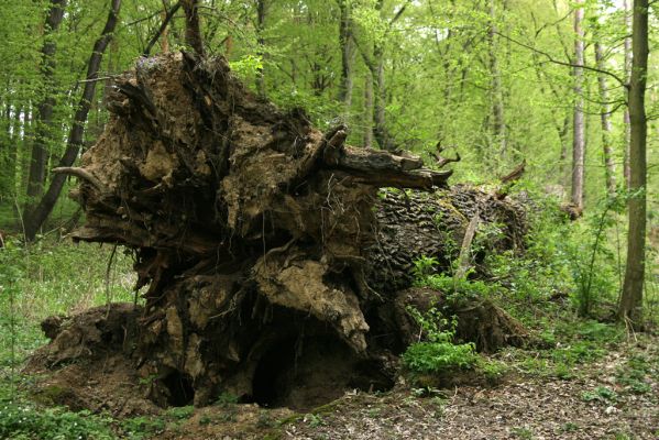 Tovarné, 20.4.2015
Grófsky lesopark.

Schlüsselwörter: Tovarné Grófsky lesopark