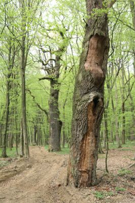 Tovarné, 20.4.2015
Grófsky lesopark.


Klíčová slova: Tovarné Grófsky lesopark