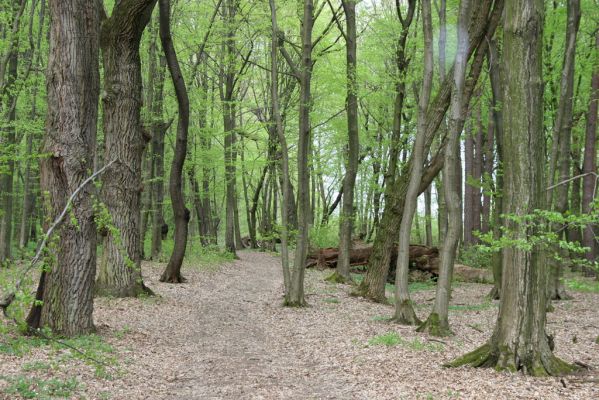 Tovarné, 20.4.2015
Grófsky lesopark.

Klíčová slova: Tovarné Grófsky lesopark