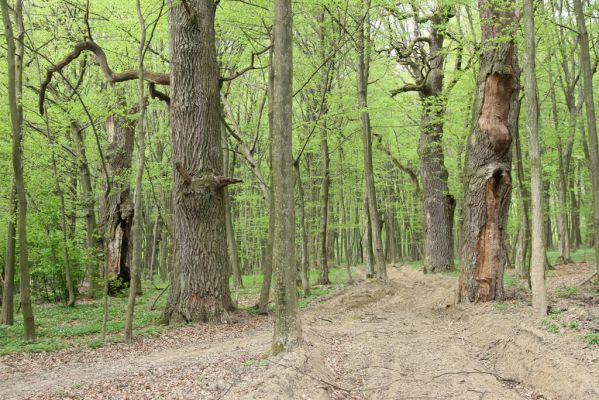 Tovarné, 20.4.2015
Grófsky lesopark.


Klíčová slova: Tovarné Grófsky lesopark