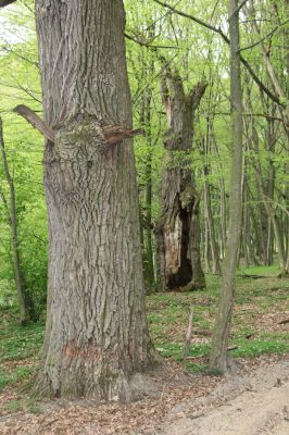 Tovarné, 20.4.2015
Grófsky lesopark.

Klíčová slova: Tovarné Grófsky lesopark