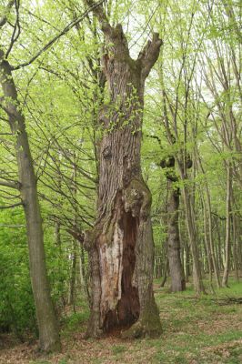 Tovarné, 20.4.2015
Grófsky lesopark.

Klíčová slova: Tovarné Grófsky lesopark