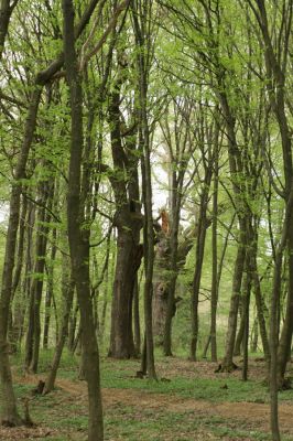 Tovarné, 20.4.2015
Grófsky lesopark.

Klíčová slova: Tovarné Grófsky lesopark
