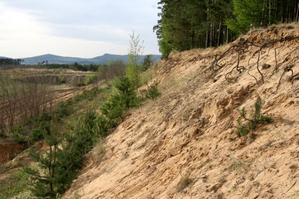 Travčice, 29.4.2012
Jihozápadně orientovaný svah v travčické pískovně - biotop kovaříků Paracardiophorus musculus a Dicronychus equisetioides.
Keywords: Travčice pískovna Paracardiophorus musculus Dicronychus equisetioides