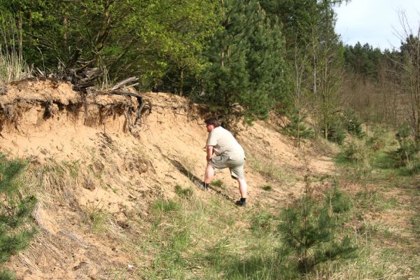 Travčice, 29.4.2012
Jihozápadně orientovaný svah v travčické pískovně - biotop kovaříků Paracardiophorus musculus a Dicronychus equisetioides. 
Klíčová slova: Travčice pískovna Dicronychus equisetioides Paracardiophorus musculus Samek