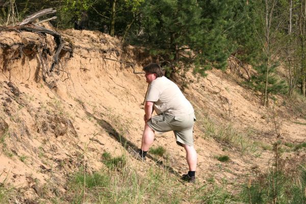 Travčice, 29.4.2012
Jihozápadně orientovaný svah v travčické pískovně - biotop kovaříků Paracardiophorus musculus a Dicronychus equisetioides. 
Klíčová slova: Travčice pískovna Dicronychus equisetioides Paracardiophorus musculus Samek