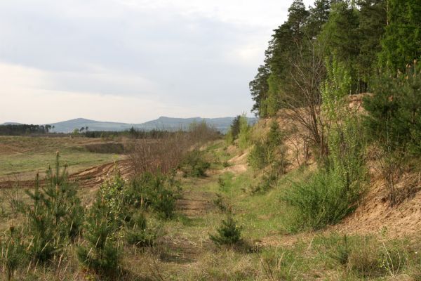 Travčice, 29.4.2012
Jihozápadně orientovaný svah v travčické pískovně - biotop kovaříků Paracardiophorus musculus a Dicronychus equisetioides. 
Schlüsselwörter: Travčice pískovna Dicronychus equisetioides Paracardiophorus musculus