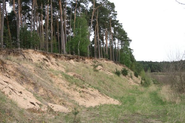 Travčice, 29.4.2012
Jihozápadně orientovaný svah v travčické pískovně - biotop kovaříků Paracardiophorus musculus a Dicronychus equisetioides. 
Klíčová slova: Travčice pískovna Dicronychus equisetioides Paracardiophorus musculus