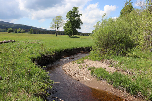 Orlické Záhoří, Trčkov, 1.6.2022
Meandry Divoké Orlice.
Keywords: Orlické hory Orlické Záhoří Trčkov Divoká Orlice Aplotarsus incanus