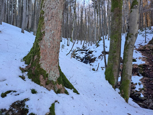 Orlické Záhoří, Trčkov, 29.1.2024
Lesní rezervace Trčkov.
Keywords: Orlické hory Orlické Záhoří Trčkov