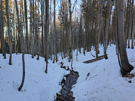 Orlické Záhoří, Trčkov, 29.1.2024
Lesní rezervace Trčkov.
Keywords: Orlické hory Orlické Záhoří Trčkov Phloeostichus denticollis