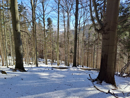 Orlické Záhoří, Trčkov, 29.1.2024
Lesní rezervace Trčkov.
Keywords: Orlické hory Orlické Záhoří Trčkov