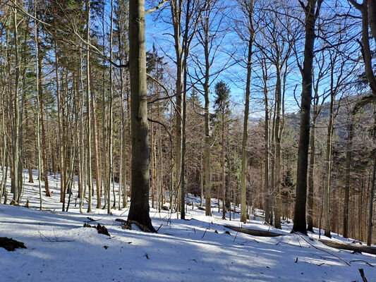 Orlické Záhoří, Trčkov, 29.1.2024
Lesní rezervace Trčkov.
Keywords: Orlické hory Orlické Záhoří Trčkov