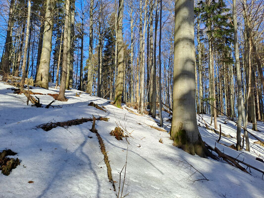 Orlické Záhoří, Trčkov, 29.1.2024
Lesní rezervace Trčkov.
Keywords: Orlické hory Orlické Záhoří Trčkov