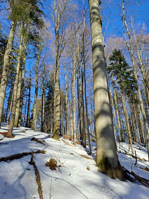 Orlické Záhoří, Trčkov, 29.1.2024
Lesní rezervace Trčkov.
Keywords: Orlické hory Orlické Záhoří Trčkov