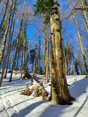 Orlické Záhoří, Trčkov, 29.1.2024
Lesní rezervace Trčkov.
Keywords: Orlické hory Orlické Záhoří Trčkov