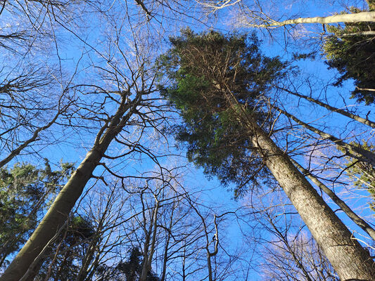 Orlické Záhoří, Trčkov, 29.1.2024
Lesní rezervace Trčkov.
Keywords: Orlické hory Orlické Záhoří Trčkov