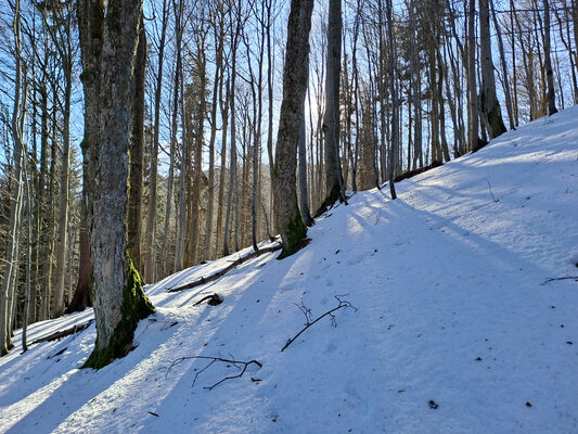 Orlické Záhoří, Trčkov, 29.1.2024
Lesní rezervace Trčkov.
Keywords: Orlické hory Orlické Záhoří Trčkov