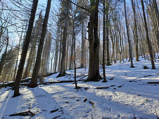 Orlické Záhoří, Trčkov, 29.1.2024
Lesní rezervace Trčkov.
Keywords: Orlické hory Orlické Záhoří Trčkov