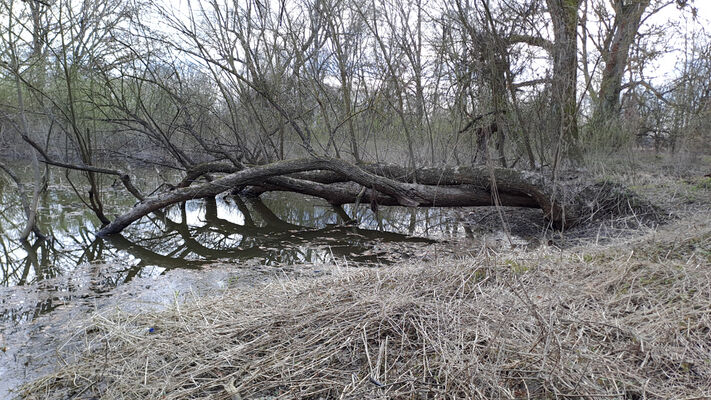 Třebechovice pod Orebem, 11.3.2024
Meandry Orlice před soutokem s Dědinou.
Klíčová slova: Třebechovice pod Orebem Orlice