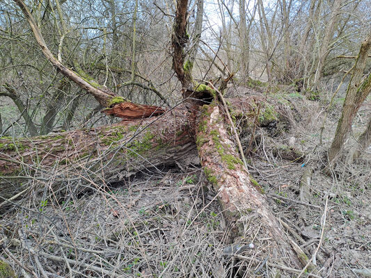 Třebechovice pod Orebem, 11.3.2024
Meandry Orlice před soutokem s Dědinou.
Schlüsselwörter: Třebechovice pod Orebem Orlice Ampedus elegantulus pomorum