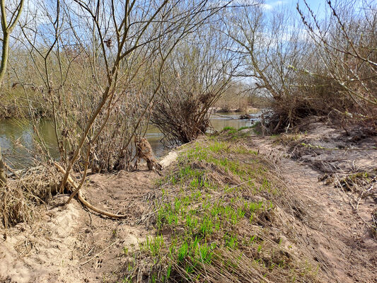 Třebechovice pod Orebem, 11.3.2024
Meandry Orlice.
Schlüsselwörter: Třebechovice pod Orebem meandry Orlice