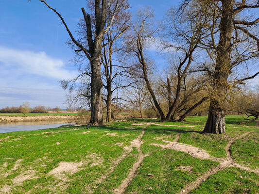 Třebechovice pod Orebem, Nepasice, 11.3.2024
Meandry Orlice - pastvina
Mots-clés: Třebechovice pod Orebem Nepasice meandry Orlice