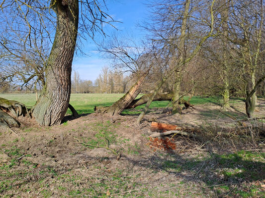 Třebechovice pod Orebem, Nepasice, 11.3.2024
Meandry Orlice.
Schlüsselwörter: Třebechovice pod Orebem Nepasice meandry Orlice Ampedus elegantulus pomorum