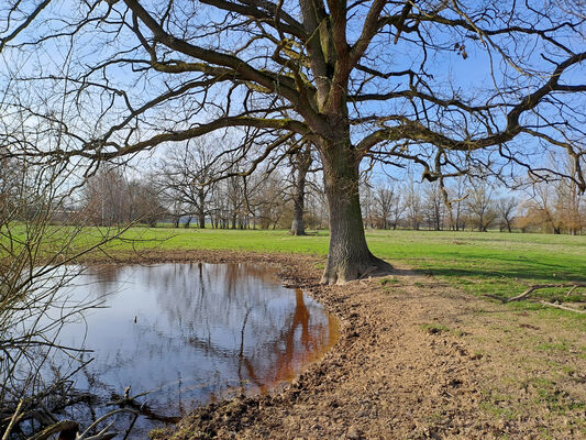 Třebechovice pod Orebem, Nepasice, 11.3.2024
Meandry Orlice.
Schlüsselwörter: Třebechovice pod Orebem Nepasice meandry Orlice