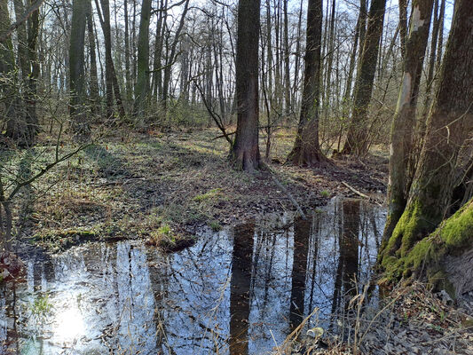 Běleč nad Orlicí, 11.3.2024
Lužní les Na bahně.
Schlüsselwörter: Běleč nad Orlicí Na bahně