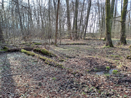 Běleč nad Orlicí, 11.3.2024
Lužní les Na bahně.
Klíčová slova: Běleč nad Orlicí Na bahně