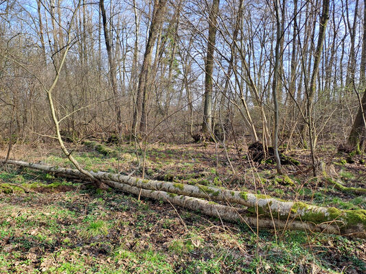 Běleč nad Orlicí, 11.3.2024
Lužní les Na bahně.
Klíčová slova: Běleč nad Orlicí Na bahně