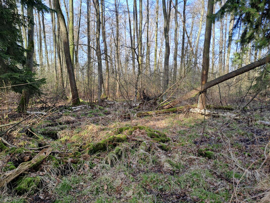 Běleč nad Orlicí, 11.3.2024
Lužní les Na bahně.
Schlüsselwörter: Běleč nad Orlicí Na bahně