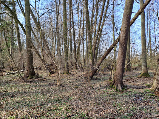 Běleč nad Orlicí, 11.3.2024
Lužní les Na bahně.
Schlüsselwörter: Běleč nad Orlicí Na bahně