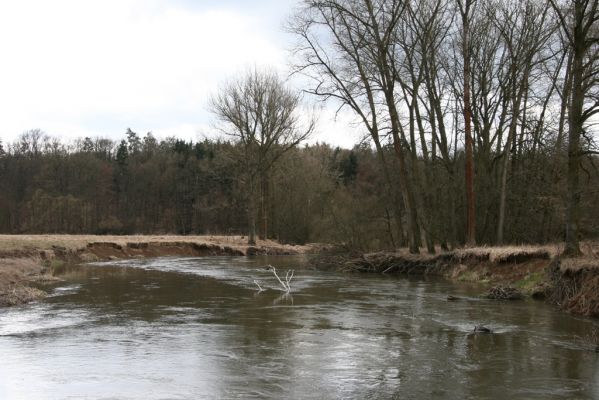 Třebechovice pod Orebem, Štěnkov, 13.3.2013
Štěnkov - Petrovičky. Suté břehy v meandru Orlice.



Klíčová slova: Třebechovice pod Orebem Štěnkov řeka Orlice PP Orlice