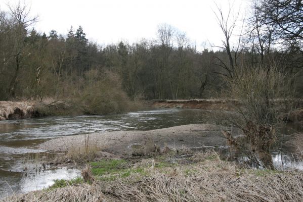 Třebechovice pod Orebem, Štěnkov, 13.3.2013
Štěnkov - Petrovičky. Štěrkový náplav v meandru Orlice (50°10'30.55"N, 16° 0'13.67"E).



Klíčová slova: Třebechovice pod Orebem Štěnkov řeka Orlice PP Orlice